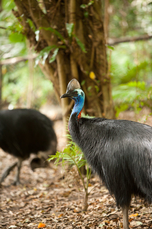We saw the cassowaries every day... to the delight of most :-)